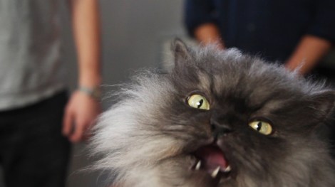 enhanced-buzz-wide-13630-1365672469-6