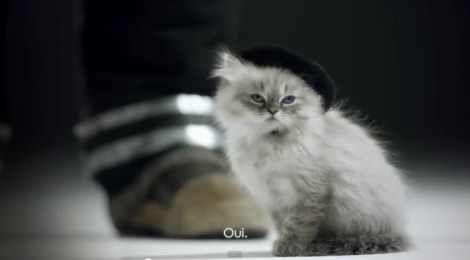 Le Chaton Dit Oui