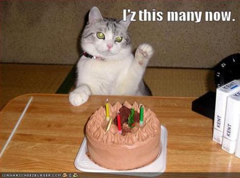 funny-pictures-birthday-cat-can-count