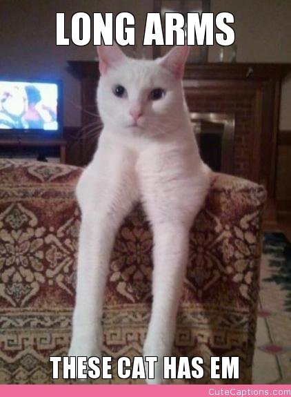 long-arms-these-cat-has-em