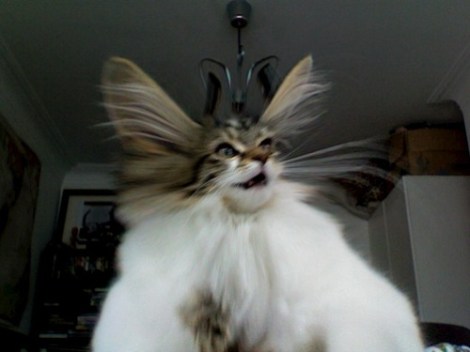 tumblr_mh27ce0csA1qj0k9ao1_500