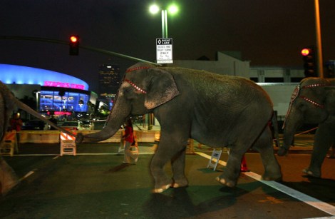 Circus+Elephants+Arrive+Staples+Center+Hours+251hpSeaXROl