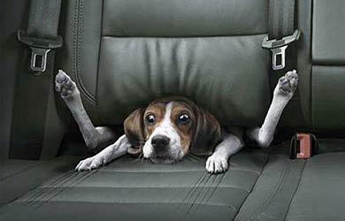 dog-stuck-in-car-seat