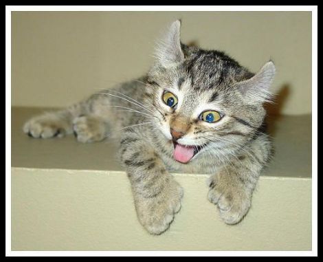 This_Cat_Is_A_Hyper_One