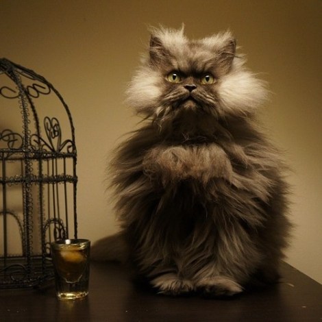 tumblr_n08yycJ9tx1rq4uvro1_500