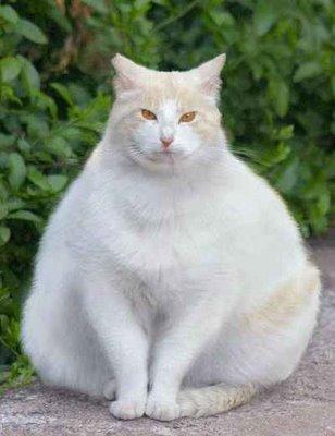 obese-cat