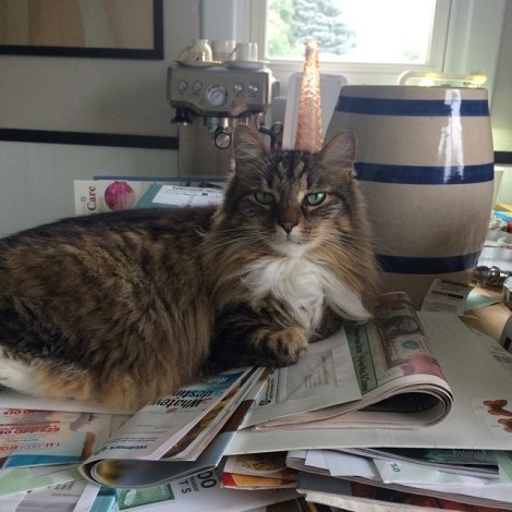 10521386_10202560707007147_1467024192619374515_n