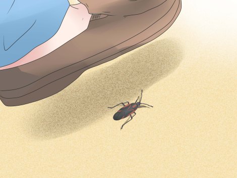 get-rid-of-boxelder-bugs-outside-step-9-version-2